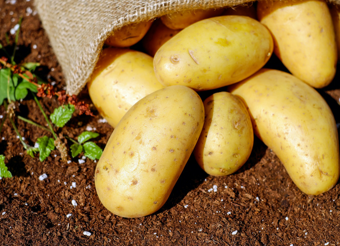 Как правильно садить картофель под лопату
